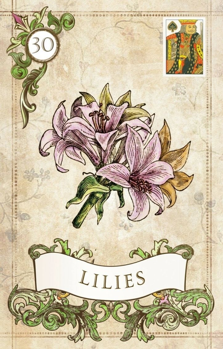 Lilies