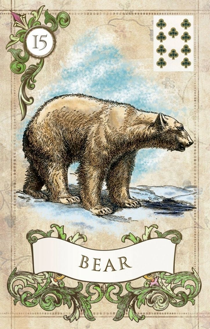 Bear